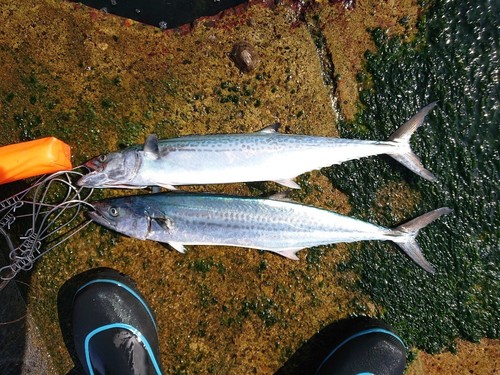 サゴシの釣果