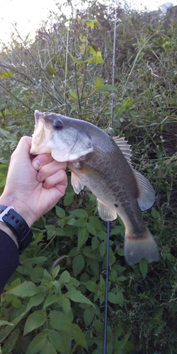 ラージマウスバスの釣果