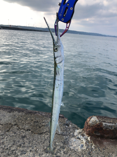 ダツの釣果