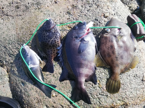 イシダイの釣果