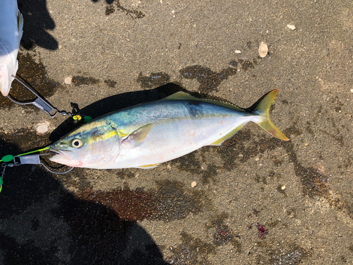 イナダの釣果