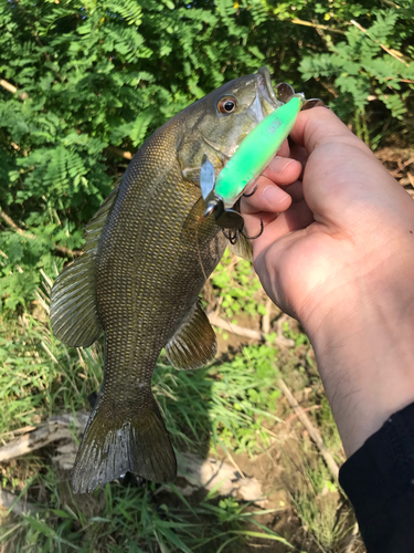 スモールマウスバスの釣果