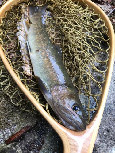 イワナの釣果