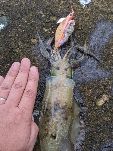 アオリイカの釣果