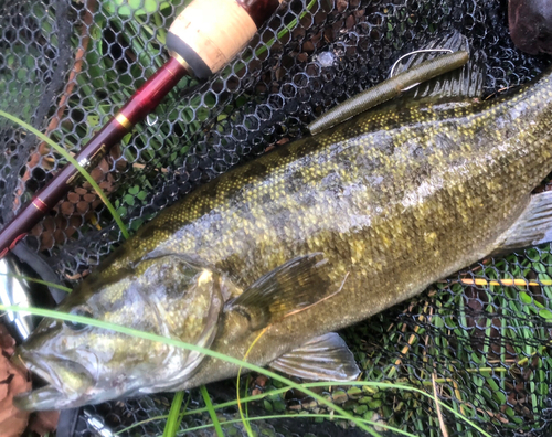 スモールマウスバスの釣果