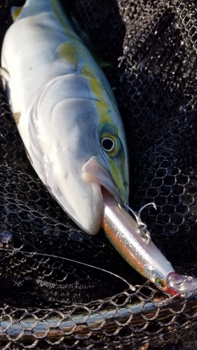 イナダの釣果