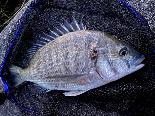 ミナミクロダイの釣果