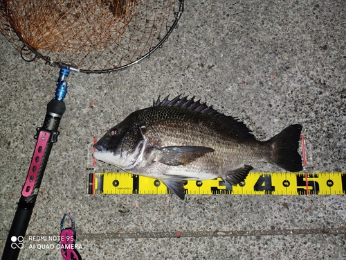 クロダイの釣果