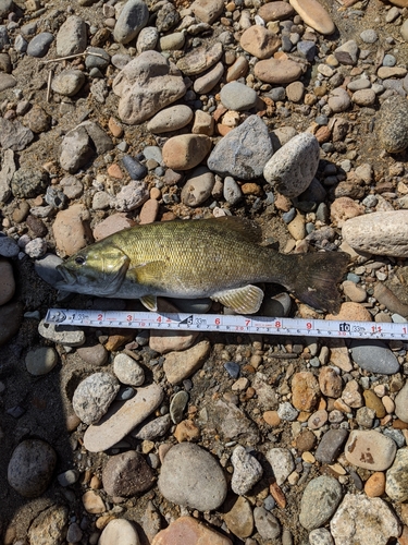 スモールマウスバスの釣果