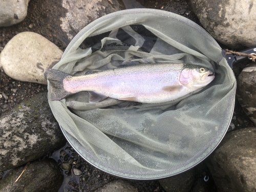 ニジマスの釣果