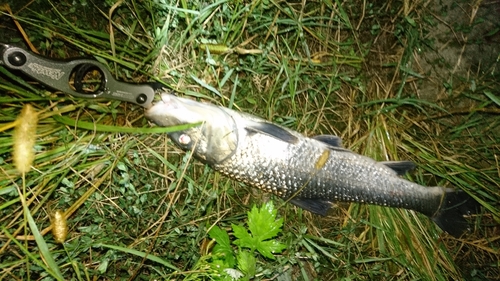 ニゴイの釣果