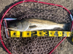 フッコ（マルスズキ）の釣果