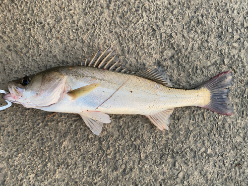 スズキの釣果