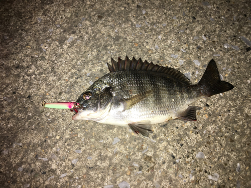 クロダイの釣果