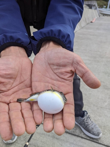 マフグの釣果