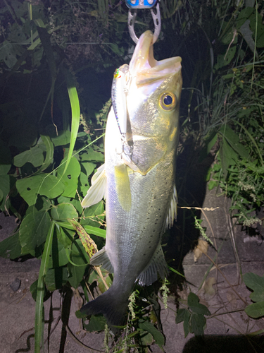 セイゴ（タイリクスズキ）の釣果