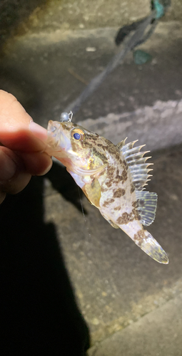 タケノコメバルの釣果