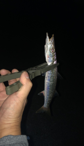 カマスの釣果