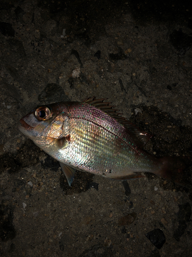 チャリコの釣果