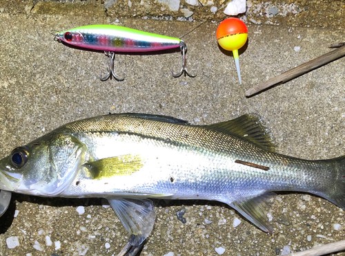 シーバスの釣果