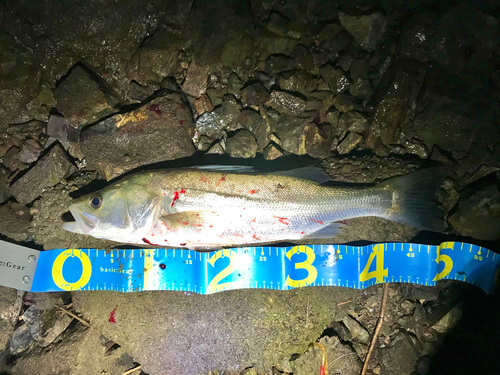 シーバスの釣果