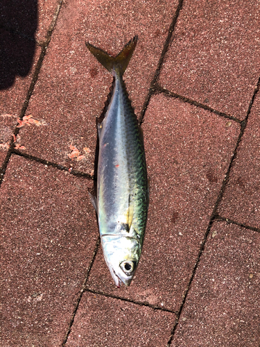 サバの釣果