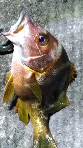 フエダイの釣果