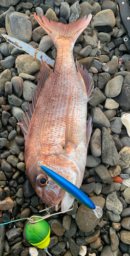 タイの釣果