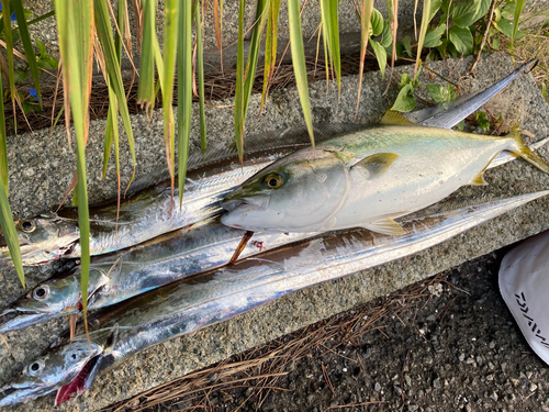 イナダの釣果