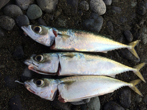 サバの釣果