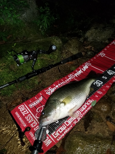 ブラックバスの釣果