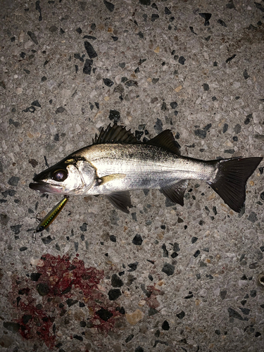 セイゴ（マルスズキ）の釣果