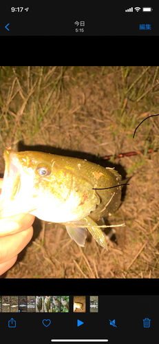 ブラックバスの釣果