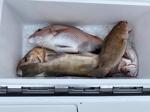 マダイの釣果