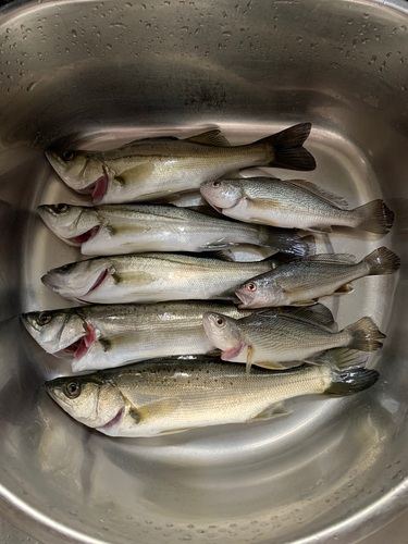 セイゴ（タイリクスズキ）の釣果