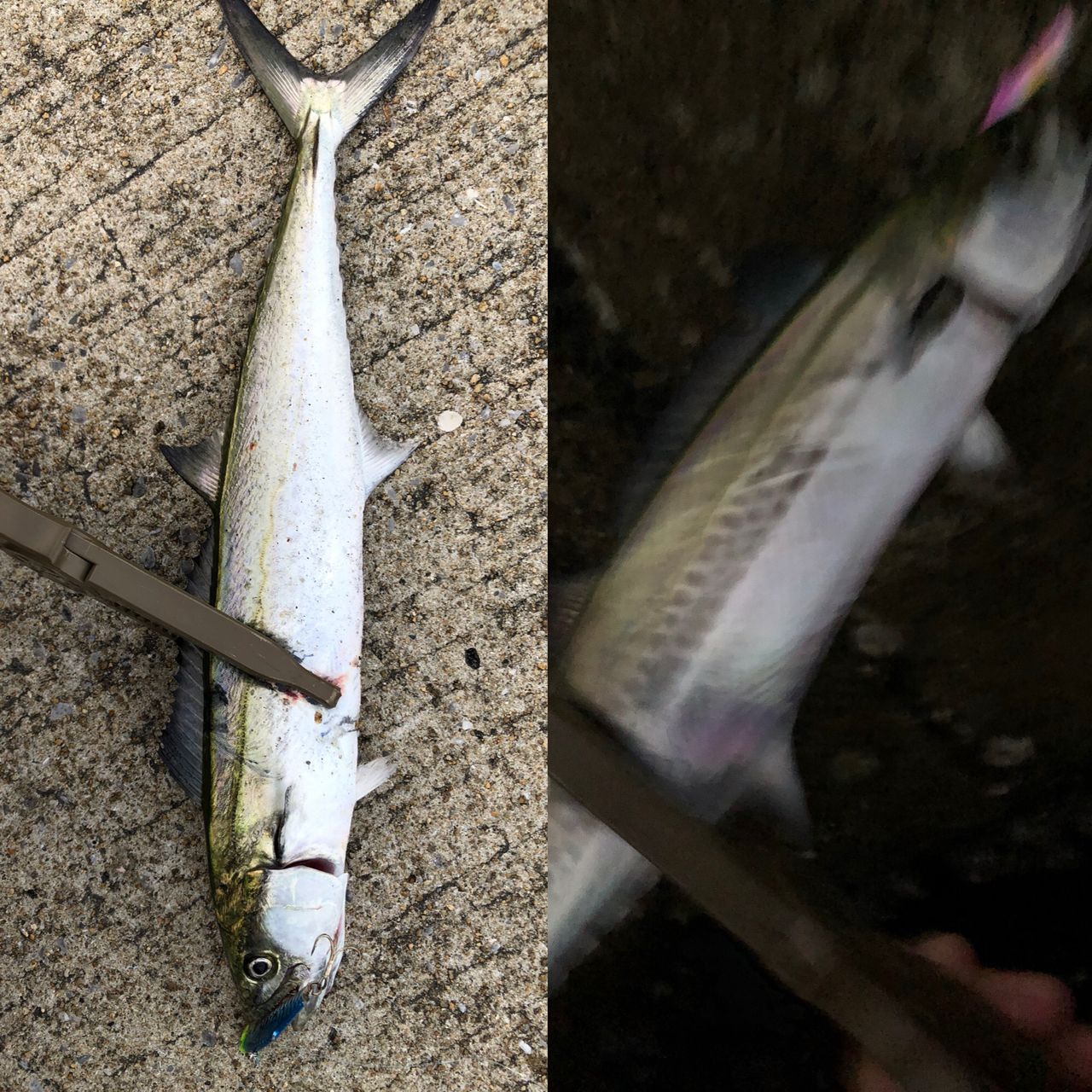 サゴシの釣果写真