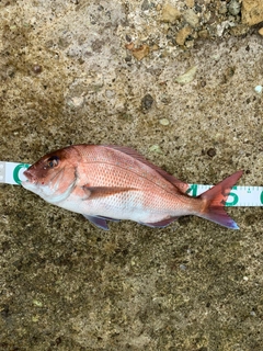 マダイの釣果