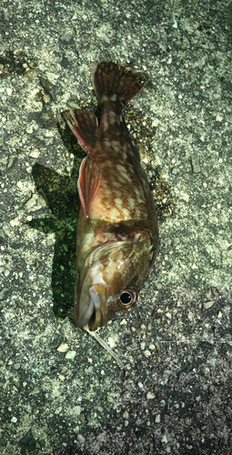 アラカブの釣果