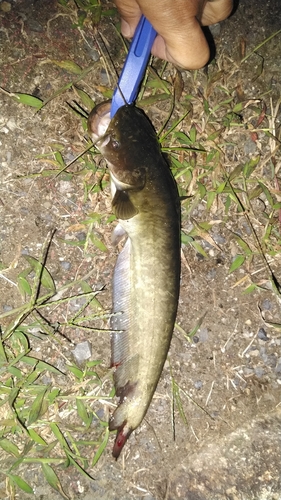 ナマズの釣果