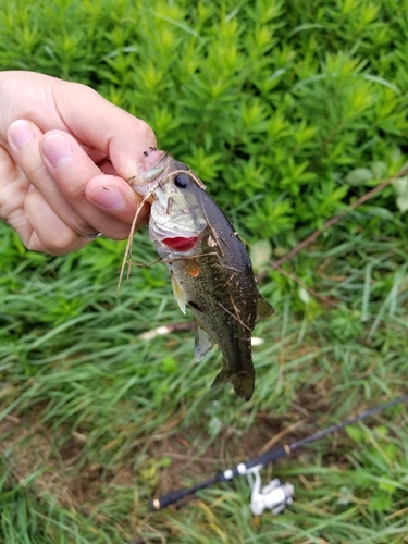 ラージマウスバスの釣果