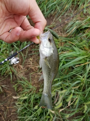 ラージマウスバスの釣果