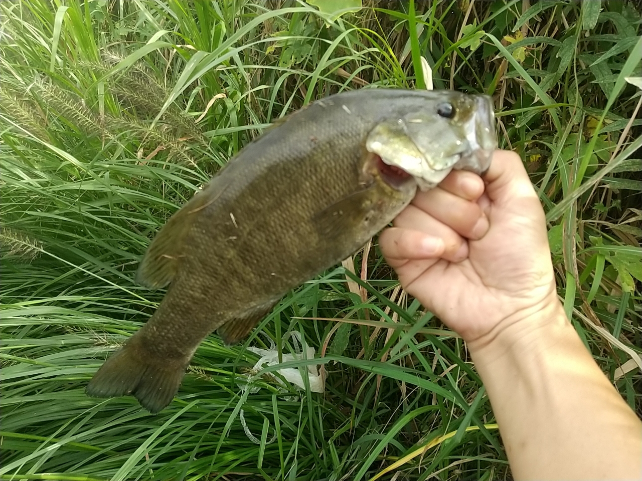 スモールマウスバス