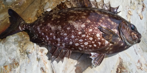 アイゴの釣果