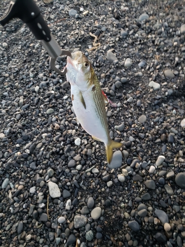 コノシロの釣果