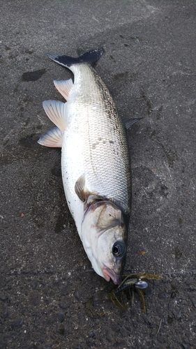 ウグイの釣果