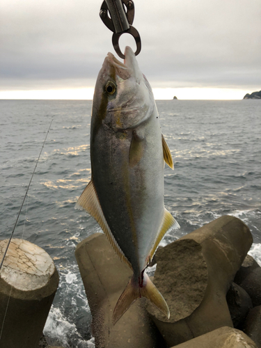 ショゴの釣果