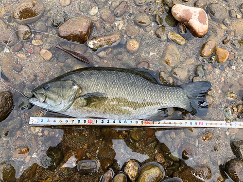 スモールマウスバスの釣果