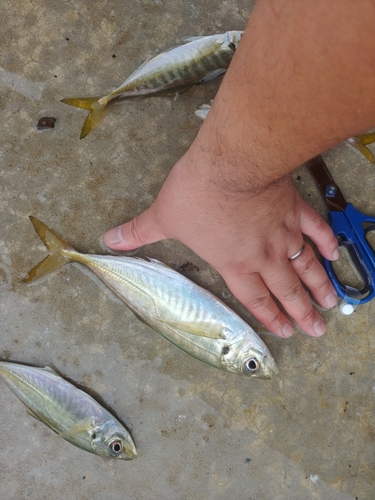 マアジの釣果