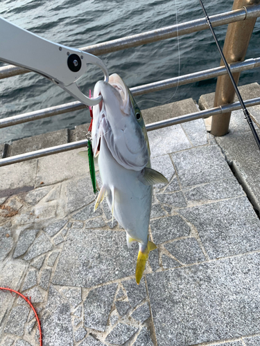 ツバスの釣果