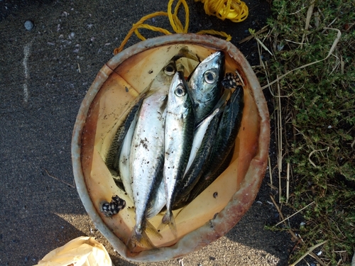 サバの釣果